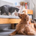 Có quy định pháp luật cấm việc nuôi chó và mèo trong chung cư không?