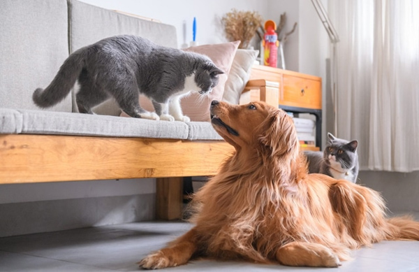 1. Có cấm nuôi chó mèo tại chung cư không?