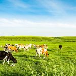Gia súc và các quy định cần chú ý khi nuôi gia súc cho người dân năm 2023?