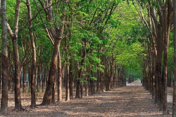 Ủy quyền trong giao dịch đất vườn