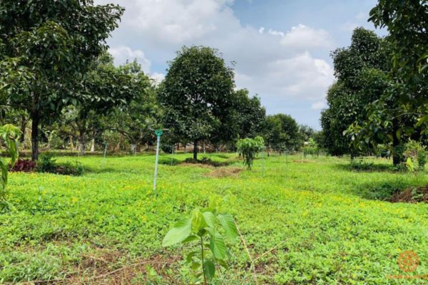 Ủy quyền trong giao dịch đất vườn