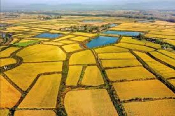 Đất được cấp cho vợ chồng từ chương trình phát triển nông thôn